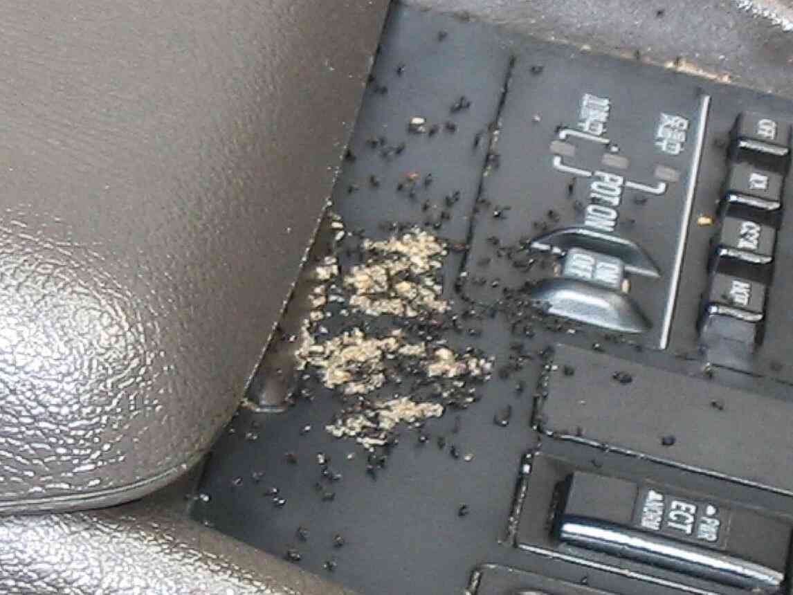 Ants In Car 